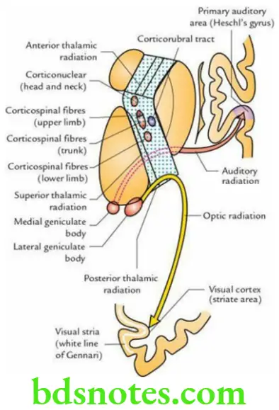 Brain Cerebrum Parts of the internal capsule and fibres
