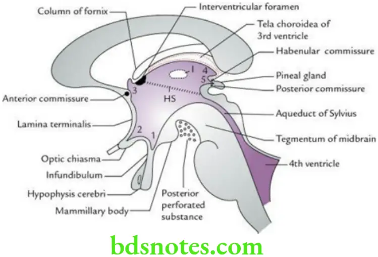 Brain Diencephalon and third ventricle Boundaries and recesses of 3rd ventricle as seen in sagittal section