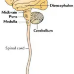 Brain Overview of brain and brainstem Parts of central nervous system