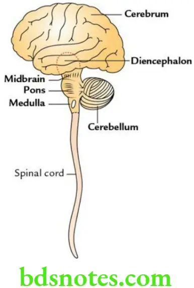 Brain Overview of brain and brainstem Parts of central nervous system