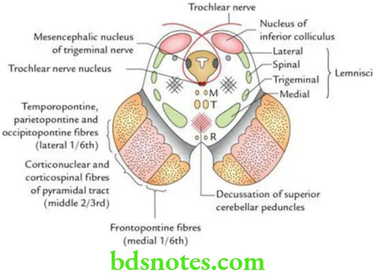 Brain Overview of brain and brainstem Transverse section of the midbrain at the level of inferior colliculi