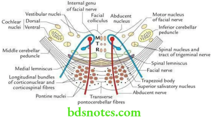 Brain Overview of brain and brainstem Transverse section through the lower part of the pons