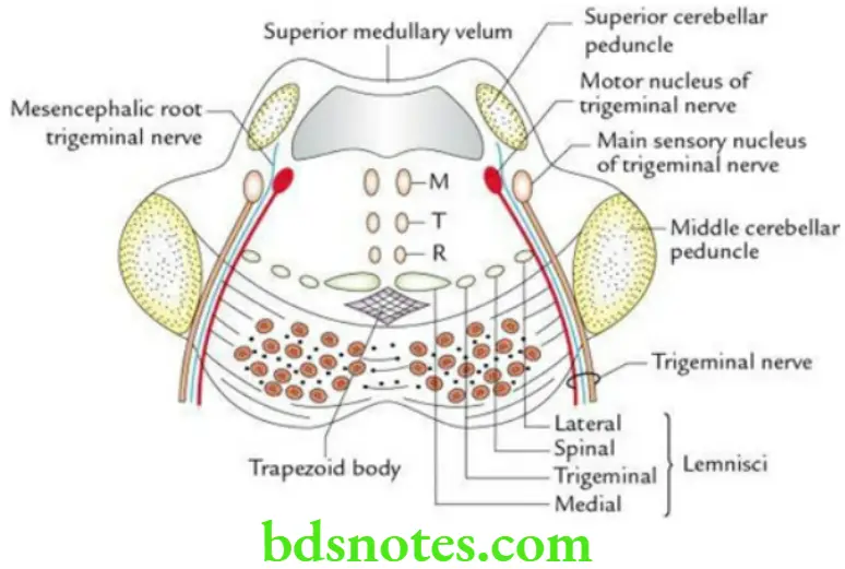 Brain Overview of brain and brainstem Transverse section through the upper part of the pons