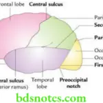 Brain Overview of cerebrum and functional areas Division of superolateral surface of the left cerebral hemisphere