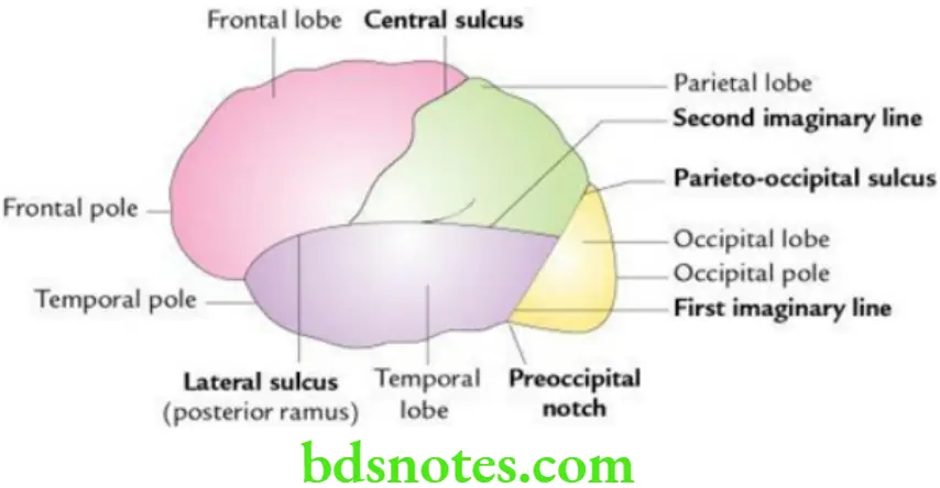 Brain Overview of cerebrum and functional areas Division of superolateral surface of the left cerebral hemisphere