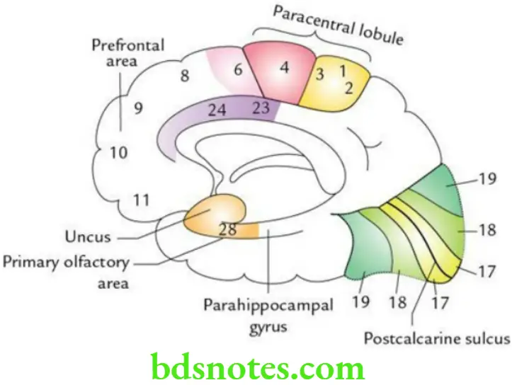 Brain Overview of cerebrum and functional areas The functional areas on the inferomedial surface of the right cerebral hemisphere