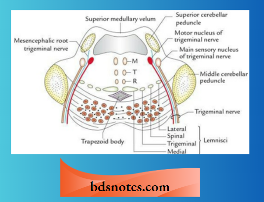 Brainstem And Cerebellar Peduncles