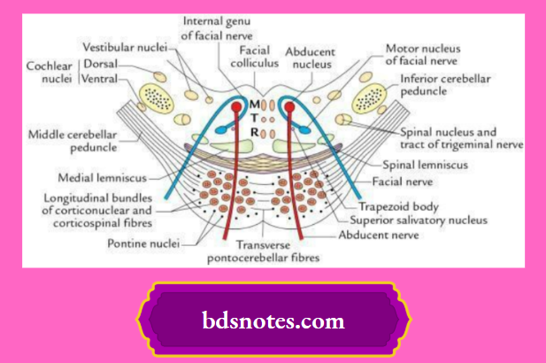Brainstem Cranial Nerve Nuclei