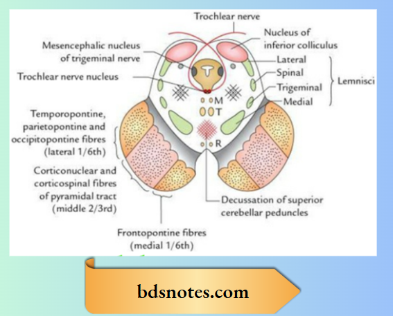 Brainstem Fibe Tracts And Nuclei