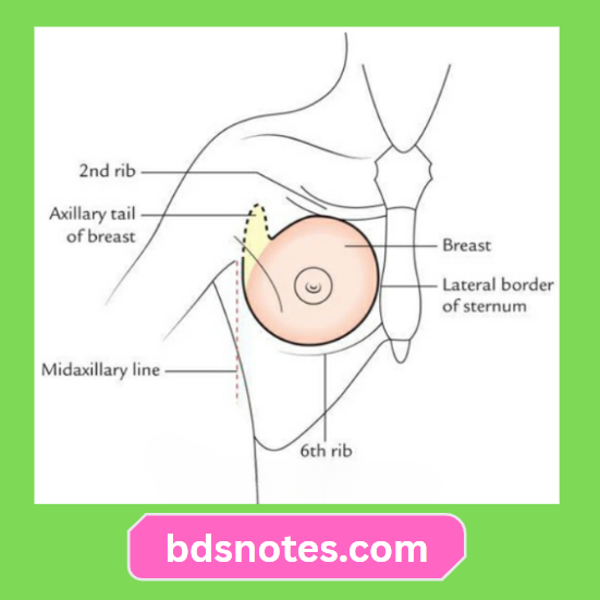 Breast Tissue Distribution Chest Wall