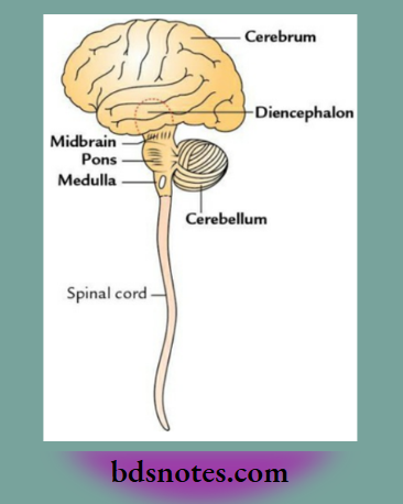 Cerebrum And Diencephalon