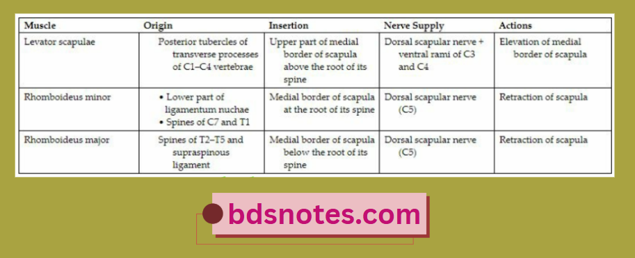 Cervicothoracic Spine To Scapula Attachments