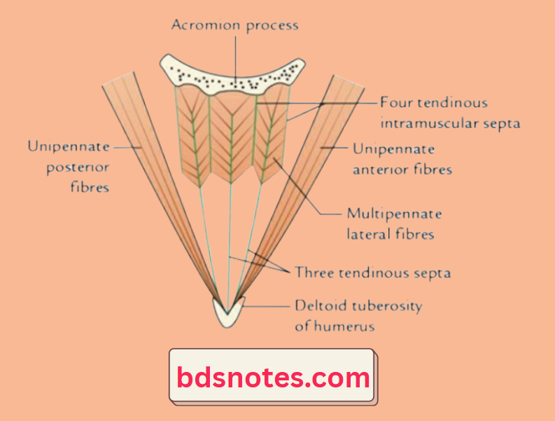 Deltoid Muscle Fiber Architecture Diagram