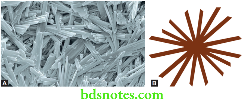 Dental Materials Gypsum Products SEM of set gypsum showing needle - like clusters