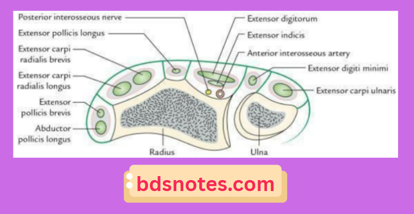 Extensor Compartment Anatomy Wrist