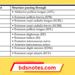 Extensor Tendons And Nerves By Compartment