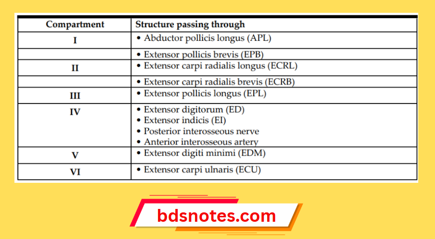 Extensor Tendons And Nerves By Compartment