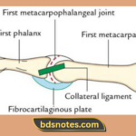 First Metacarpophalangeal Joint Anatomy