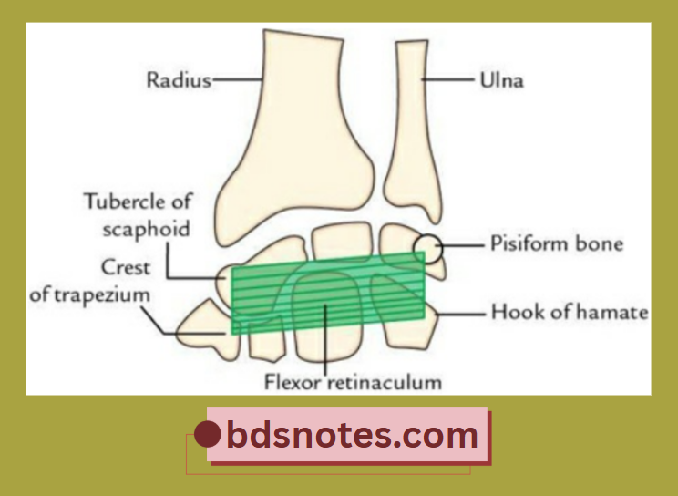 Flexor Retinaculum Carpal Attachments