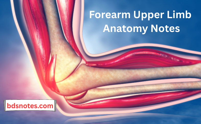 Forearm Upper Limb Anatomy Notes