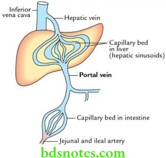 General Anatomy Cardiovascular system Hepatic portal circulation