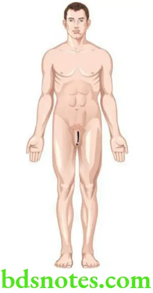 General Anatomy Introduction and anatomical terminology Anatomical position