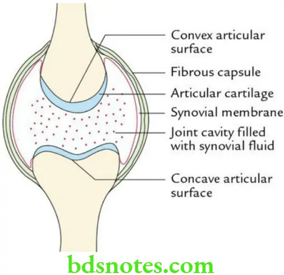 General Anatomy Joints Diagrammatic representation of a typical synovial joint