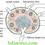 General Anatomy Lymphatic system Structure of a lymph node