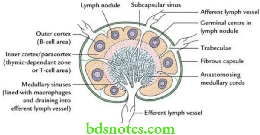 General Anatomy Lymphatic system Structure of a lymph node