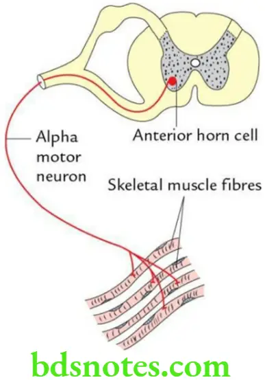 General Anatomy Muscles Motor unit