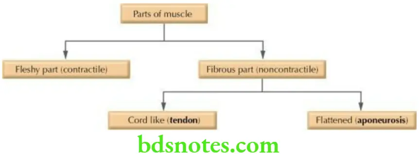 General Anatomy Muscles Typical skeletal muscle