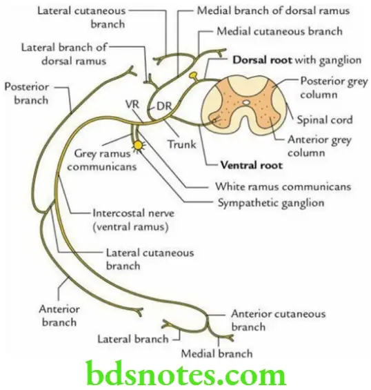 General Anatomy Nervous system A typical spinal nerve