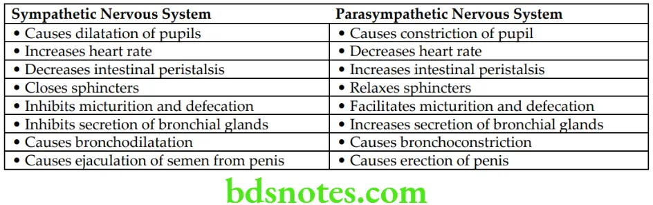 General Anatomy Nervous system Differences between sympathetic and parasympathetic nervous system