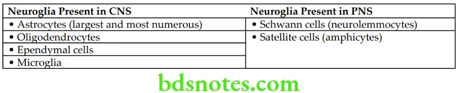 General Anatomy Nervous system Different types of neuroglia present in CNS and PNS