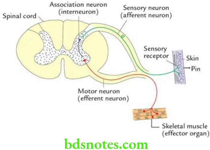 General Anatomy Nervous system Reflex arc