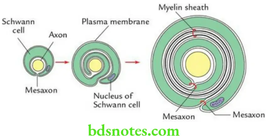 General Anatomy Nervous system Stages in the formation of myelin sheath around a peripheral nerve fibre