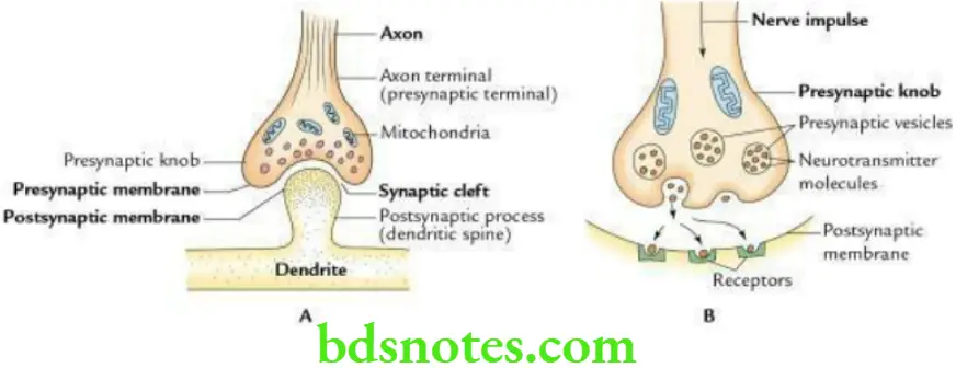 General Anatomy Nervous system Synapse