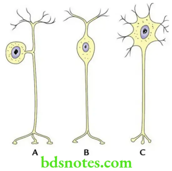 General Anatomy Nervous system Three main marphological types of neurons