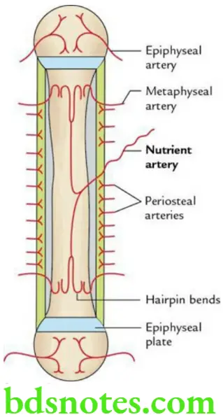 General Anatomy Skeletal system Blood supply to a growing long bone