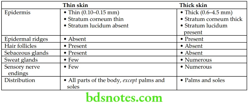 General Anatomy Skin superficial fascia and deep fascia Differences between thin and thick skin