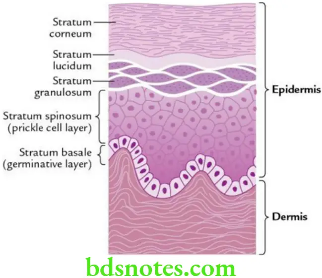 General Anatomy Skin superficial fascia and deep fascia Layers of the epidermis