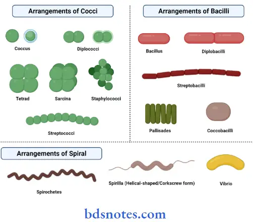General Characteristics Of Microbes Question And Answers Bacterai Arrangement