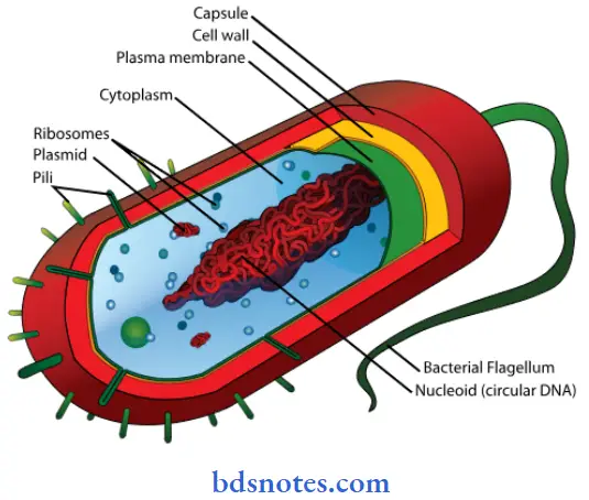 General Characteristics Of Microbes Question And Answers Bacteria Cell Wall