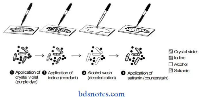 General Characteristics Of Microbes Question And Answers Gram Staining Procedure