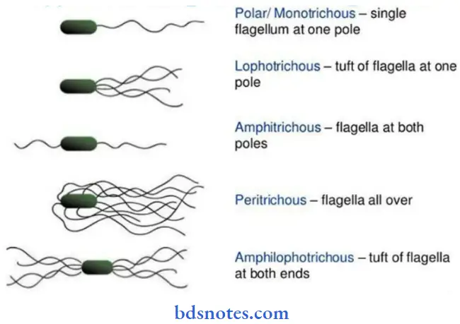 General Characteristics Of Microbes Question And Answers Types Of Flagellar Arrangement