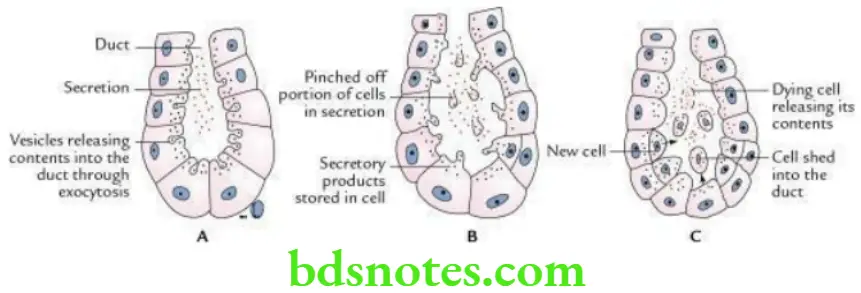 General Histology Epithelial and connective tissues Classification of glands according to their mode of secretion