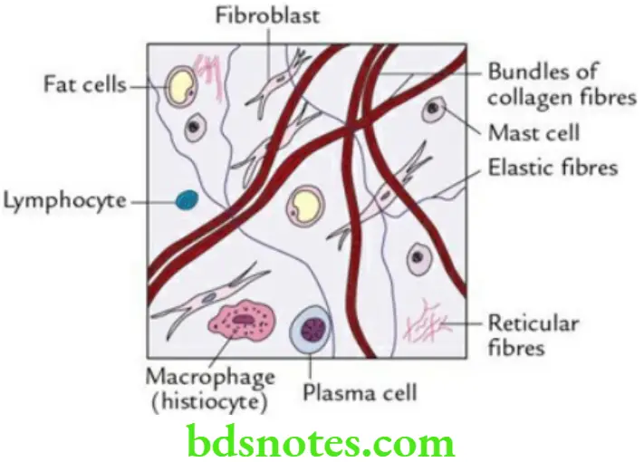 General Histology Epithelial and connective tissues Loose connective tissue