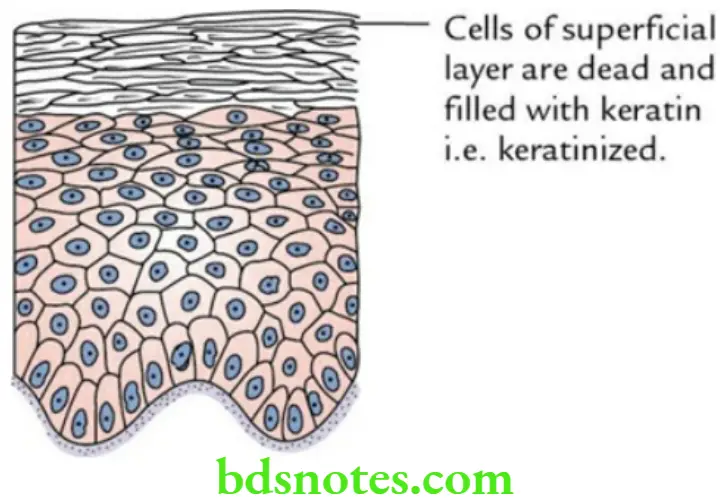 General Histology Epithelial and connective tissues Stratified squamous keratinized epithelium