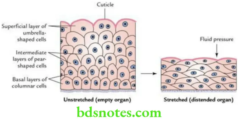 General Histology Epithelial and connective tissues Transitional epithelium