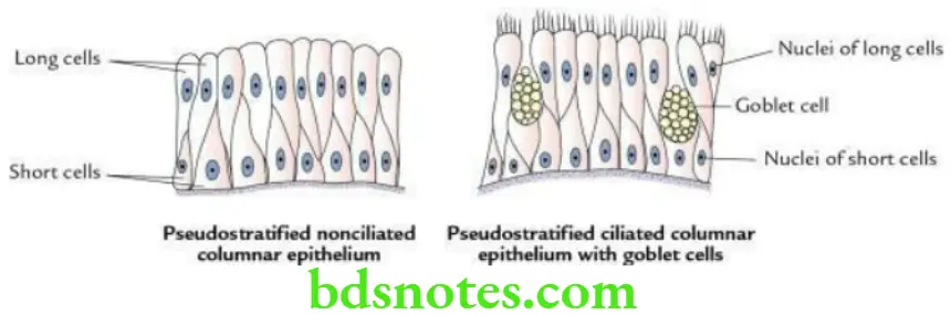 General Histology Epithelial and connective tissues Types of pseudostratified epithelium